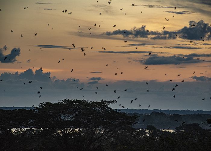 Atardecer con lluvia de pájaros, Leticia, Colombia