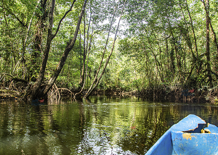 Manglar, Buenaventura